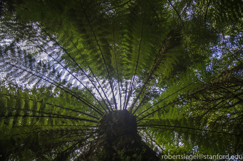 tree fern